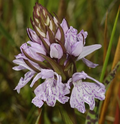 Dactylorhiza maculata subsp. podesta. Close up 4.