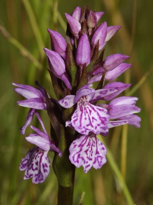 Dactylorhiza maculata subsp. podesta. Close up 5.