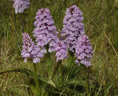 Dactylorhiza maculata subsp. podesta. Clump 2.