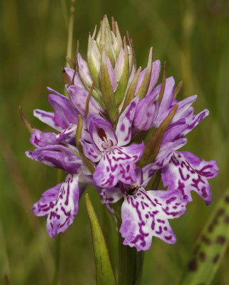 Dactylorhiza maculata subsp. podesta. Colourfull clone. Close-up.