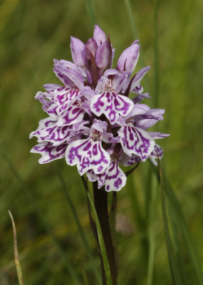 Dactylorhiza maculata subsp. podesta. Face.