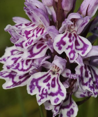 Dactylorhiza maculata subsp. podesta. Face close-up.