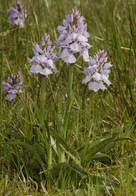 Dactylorhiza maculata subsp. podesta. Fine markings on lip.