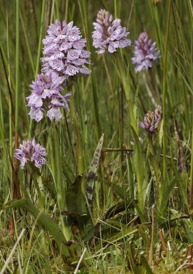 Dactylorhiza maculata subsp. podesta. Group.