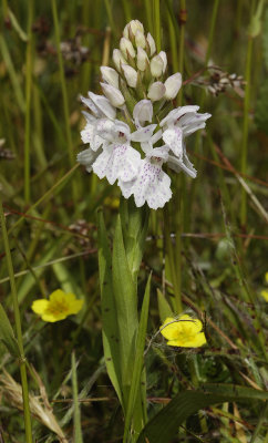 Dactylorhiza maculata subsp. podesta. Pale.