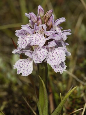 Dactylorhiza maculata subsp. podesta. Pale 2 close up.