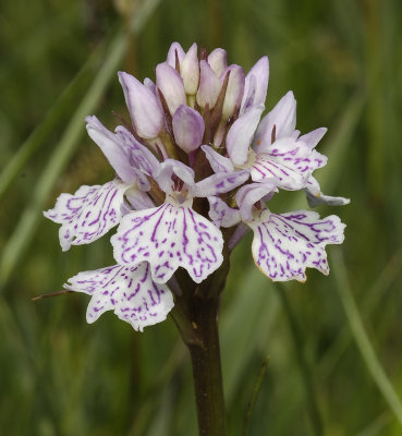 Dactylorhiza maculata subsp. podesta. Pale 3 close up.