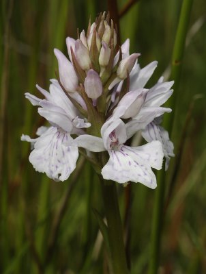 Dactylorhiza maculata subsp. podesta. Pale 5 close up.