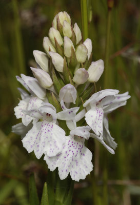 Dactylorhiza maculata subsp. podesta. Pale close up.