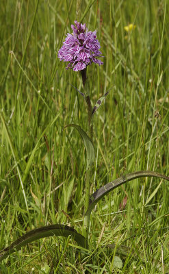 Dactylorhiza maculata subsp. podesta. Slender plant with big markings on foliage.