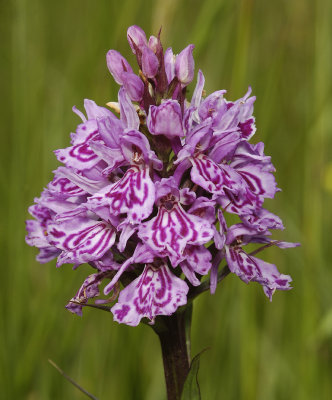 Dactylorhiza maculata subsp. podesta. Slender plant with big markings on foliage. Close-up.