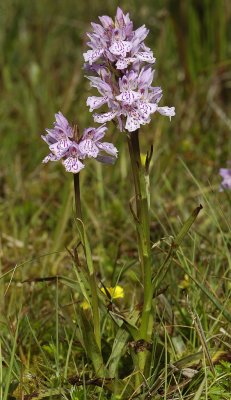 Dactylorhiza maculata subsp. podesta. Small clump.