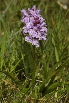 Dactylorhiza maculata subsp. podesta. Small plant.