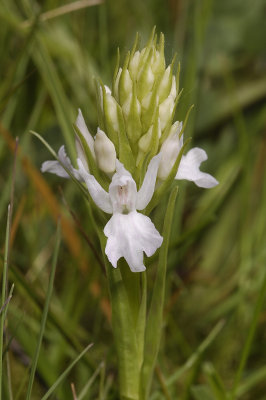 Dactylorhiza maculata subsp. podesta. White.