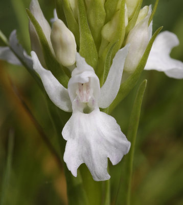 Dactylorhiza maculata subsp. podesta. White. Close-up.