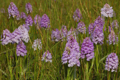 Dactylorhiza maculata subsp. podesta.