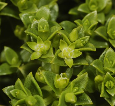 Honkenya peploides. Female flowers.