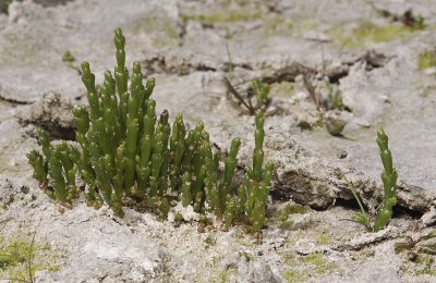 Salicornia europaea.