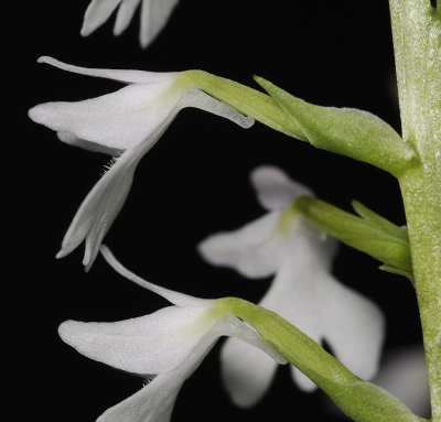 Stenoglottis woodii. Close-up side (Note that the flowers have a spur.) .