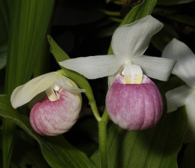 Cypripedium reginae.