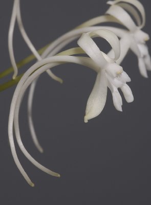 Neofinetia falcata 'Soubiryu'. Close-up side.