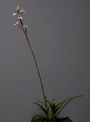 Disa tripetaloides. (Plant courtesy of Jac. Wubben)