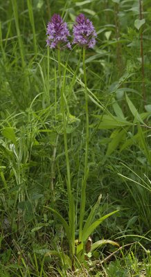 Anacamptis pyramidalis