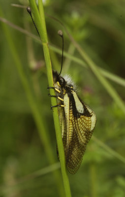 Ascalaphus libelluloides resting.