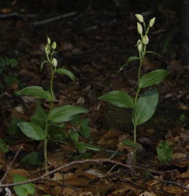 Cephalanthera damasonium.