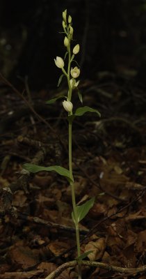 Cephalanthera damasonium.