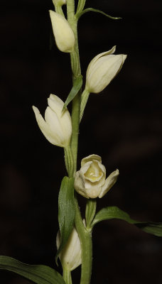 Cephalanthera damasonium. Closer.