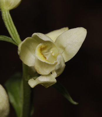 Cephalanthera damasonium. Close-up.