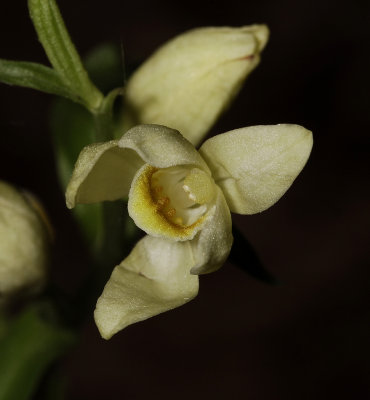 Cephalanthera damasonium. Close-up.