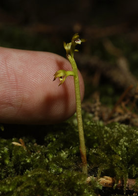 Corallorhiza trifida tiny with finger.
