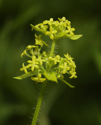 Cruciata laevipes. Close-up.