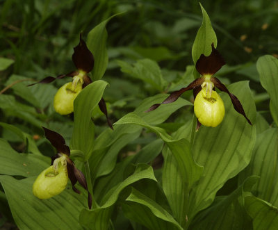 Cypripedium calceolus. Closer 3 flowers.