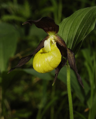 Cypripedium calceolus. Close-up Side.