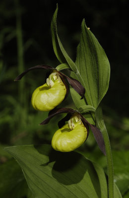 Cypripedium calceolus. Closer 2 flowers.