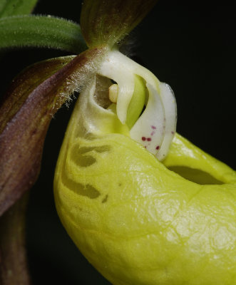 Cypripedium calceolus. Detail.