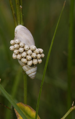Eggs of the Ascalaphus libelluloides on a snail.