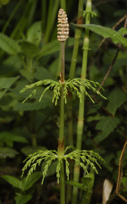 Equisetum sylvaticum. Spore cone.
