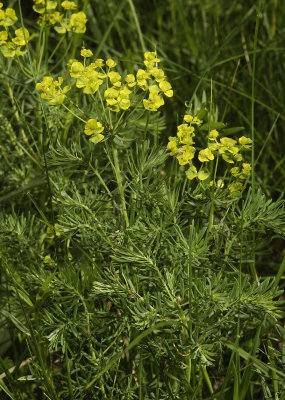 Euphorbia cyparissias.