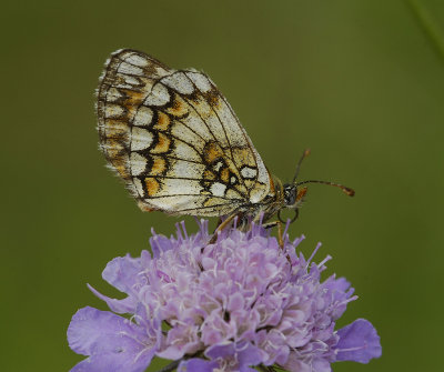 Fritillary.