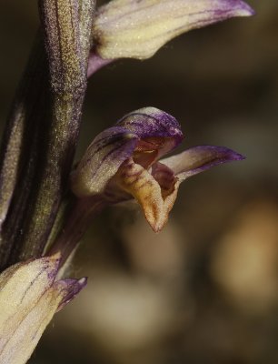 Limodorum abortivum. Close-up cleistogamic form.