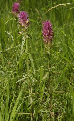 Melampyrum arvense.