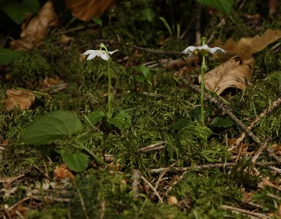 Moneses uniflora.