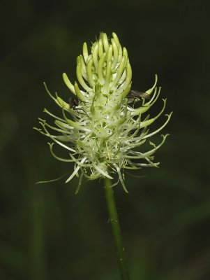 Phyteuma  spicatum subsp. spicatum. Close-up.