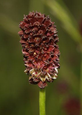 Sanguisorba officinalis. Close-up.