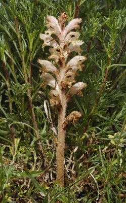 Orobanche caryophyllaceae.