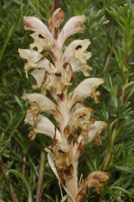 Orobanche caryophyllaceae. Closer.